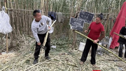 四川眉山“偷甘蔗”活动引发热议，每人2.99元的入场费，但现场大量甘蔗被浪费，有人拿了不给钱，已连亏两天