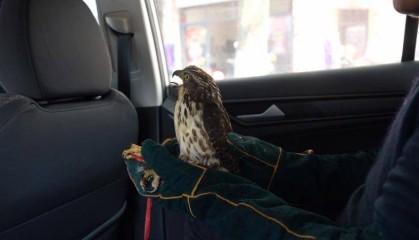 江西抚州：凤头鹰误闯民宅 警民联手放归自然