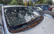 东莞市民投诉：果子掉落在车上难清洗！官方回应