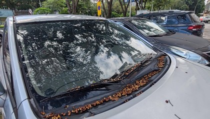 东莞市民投诉:果子掉落在车上难清洗!官方回应