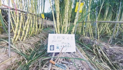 浙江一“可偷甘蔗地”成打卡点,上百网友深夜体验,80后“地主”:已收偷款6千元