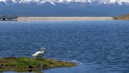 全面解析NCE外汇期货交易服务：监管、技术、服务与市场反馈