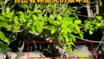 深圳市区现剧毒银环蛇！目击者：这么大、这么毒，一定要小心！
