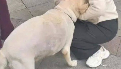 青岛一只拉布拉多犬走失三月后，长沙街头被网友发现并收留，目前犬只已被送回犬主身边