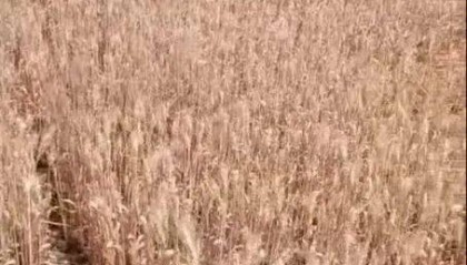 河南干旱，部分农户提前割麦