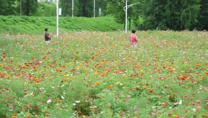 焕新升级！中山三角镇这个网红公园邀你来赏花