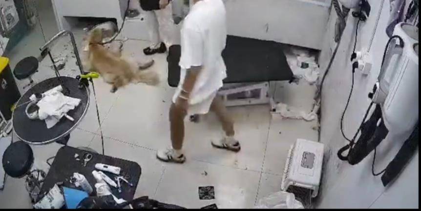 合肥一只金毛犬在宠物店洗澡后死亡，涉事店家已关门并拆掉招牌，主人：已提交诉状