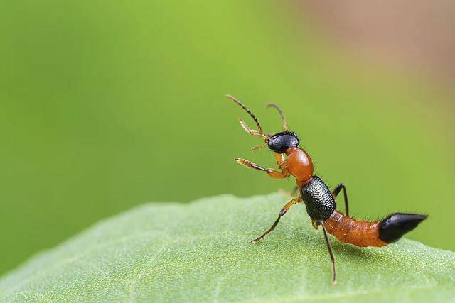 “飞行的硫酸”，来了